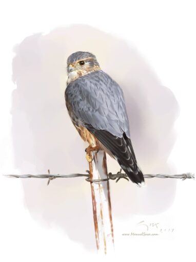 Esmerejon (Falco columbarius) - acuarela de Manuel Sosa