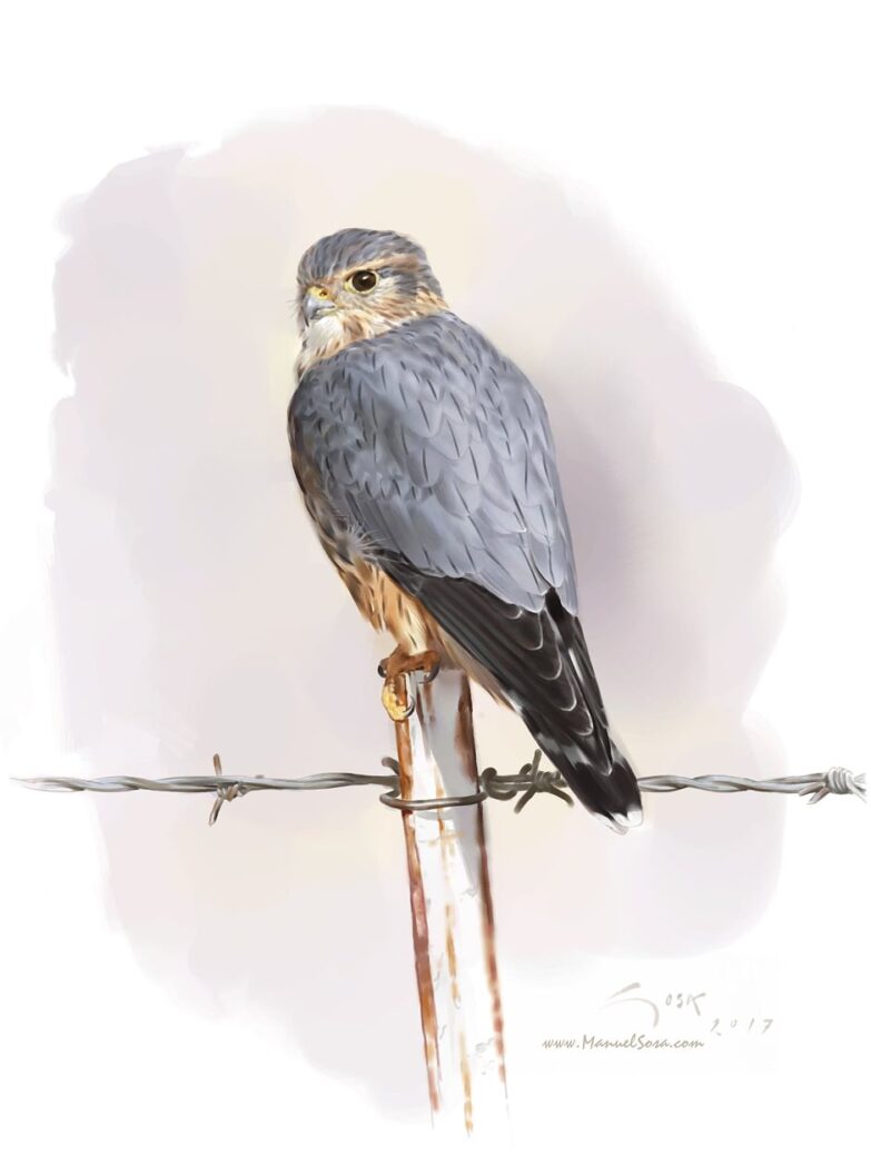 Esmerejon (Falco columbarius) - acuarela de Manuel Sosa