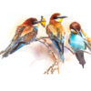Three Bee-eaters painted in watercolor. © Manuel Sosa 2021