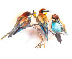 Three Bee-eaters painted in watercolor. © Manuel Sosa 2021