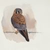 American Kestrel (Falco sparverius) painting