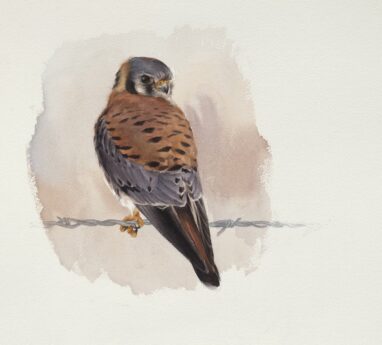 Cernicalo Yanki (Falco sparverius) cuadros