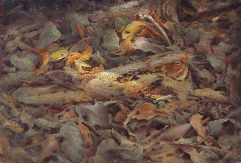 Chotacabras pardo - cuadros y pinturas
