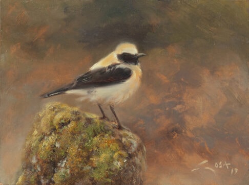 Pintassilgo do Norte (Oenanthe oenanthe)