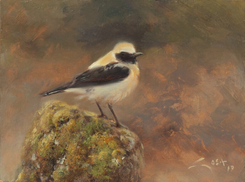 Canard pilet (Oenanthe oenanthe)