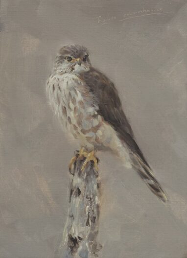 Esmerejon (Falco columbarius)
