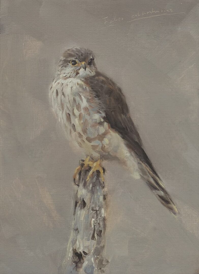 Esmerejon (Falco columbarius)