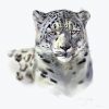 Snow leopard painting