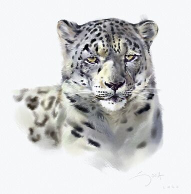 Leopardo nival