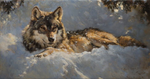 Pintura al óleo de un lobo ibérico tumbado en la nieve con la mirada fija de ojos dorados, de Manuel Sosa