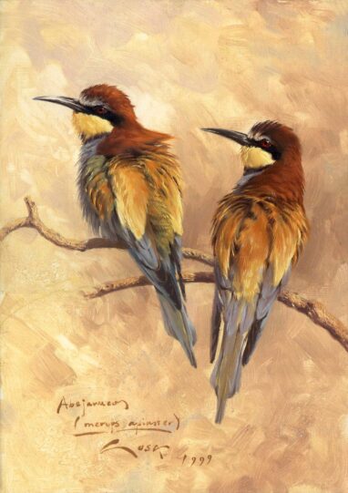 Dos Abejarucos (Merops apiaster)