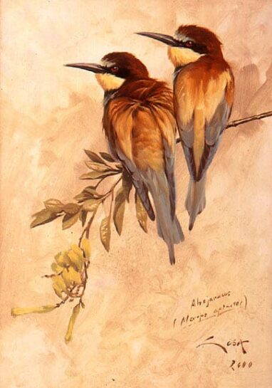 Abejarucos acurrucados - pinturas