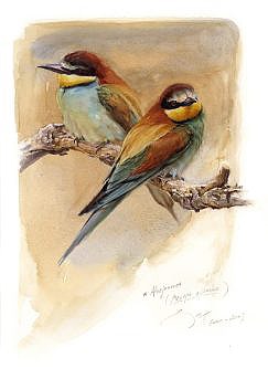 pair of bee-eaters