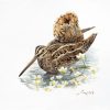 Common Snipe painting in the water