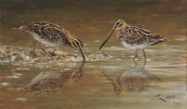 Agachadizas (Gallinago gallinago) - pintura
