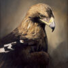 Aguila imperial ibérica (Aquila adalberti)