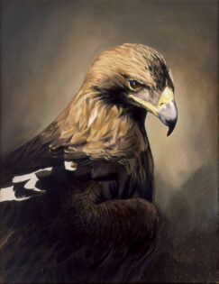 Aguila imperial ibérica (Aquila adalberti)