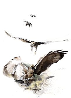 Études d'une séquence de chasse. Aigle impérial ibérique (Aquila adalberti)