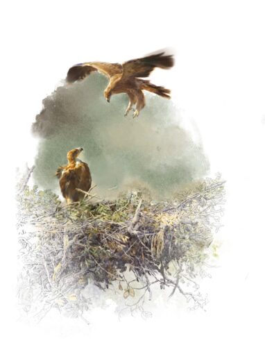 Aguilas imperiales jóvenes - ilustración
