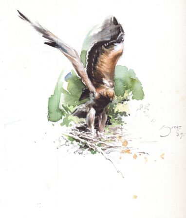 Águila imperial - joven - ejercicios de vuelo