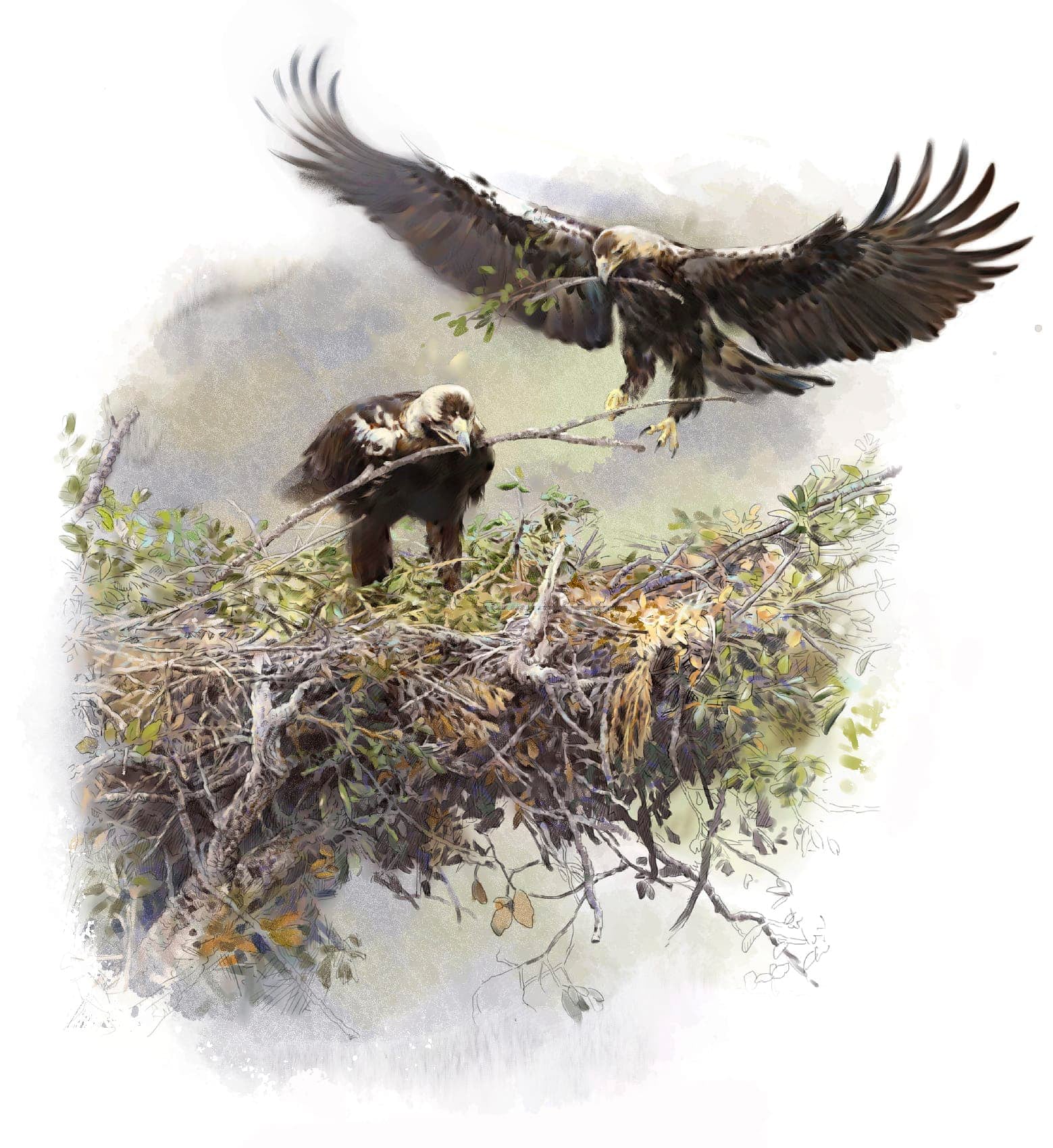 Imperial Eagle in the nest, painting
