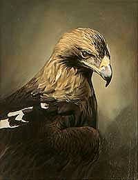 Iberian imperial eagle (Aquila adalberti) painting