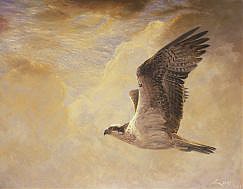 Osprey painting