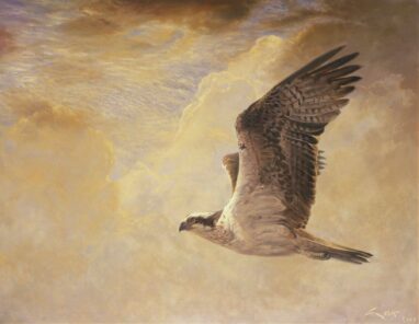 Aguila pescadora (Pandion haliaetus) - pinturas