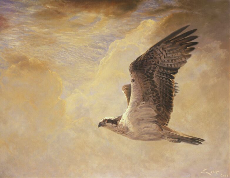 Aguila pescadora (Pandion haliaetus) - pinturas