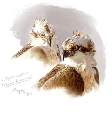 Aguilas pescadoras - cuadro