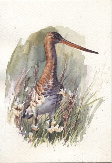 Aguja colinegra (Limosa limosa) acuarela