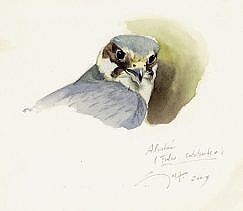 Eurasian hobby (Falco Subbuteo)