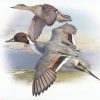 Cuadros de aves - Cuadro de Anade rabudo volando