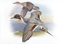 Peintures d'oiseaux - Image d'un colvert volant