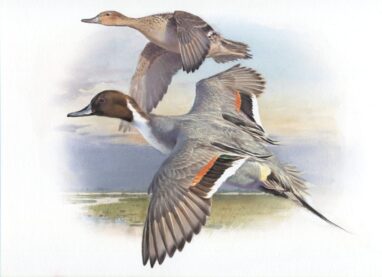 Cuadros de aves - Cuadro de Anade rabudo volando