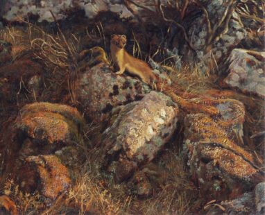 Pintura de un rmiño sobre una roca