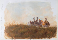 L'otarda durante il corteggiamento. pittura a olio di Manuel Sosa © 2023