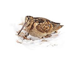woodcock painting in the snow
