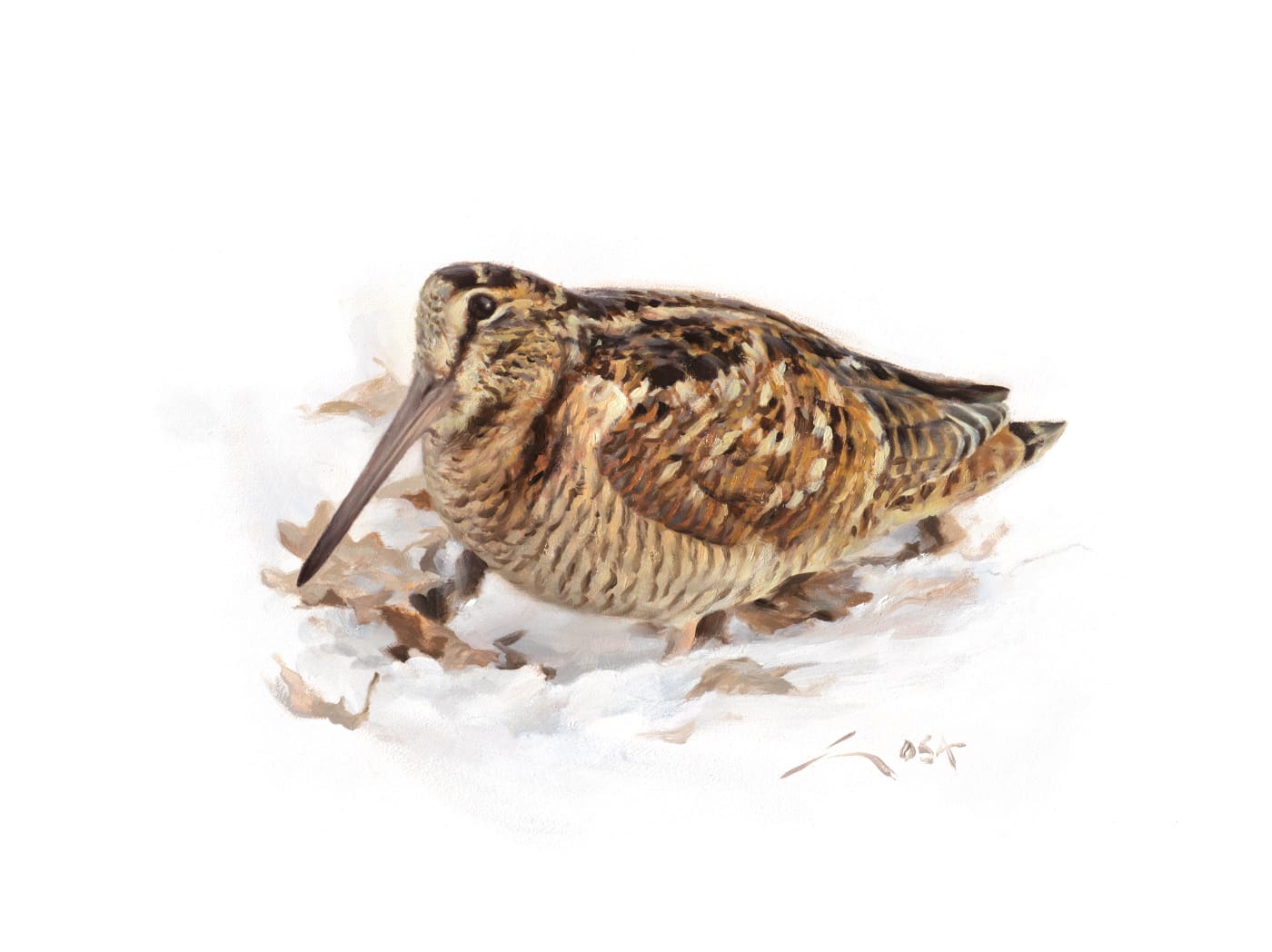 Woodcock in the snow