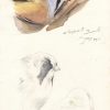 Watercolor of a Bearded Tit or bearded reedling