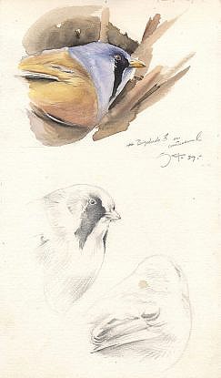 Notes of a male (Panurus biarmicus)