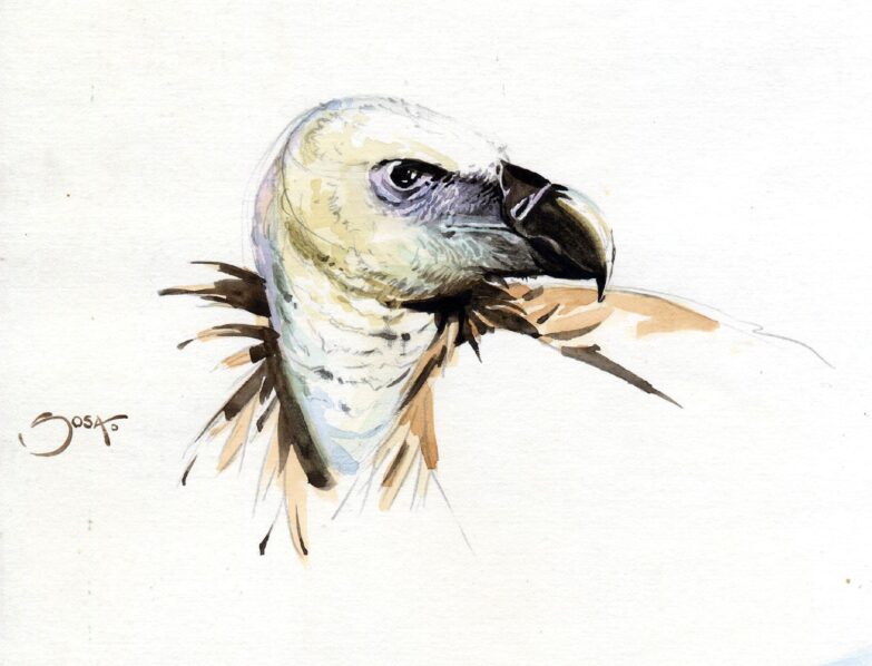 Gänsegeier - Aquarell