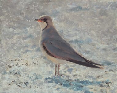 Canastera (Glareola pratincola) cuadros