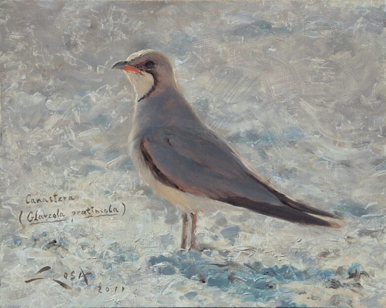 Canastera (Glareola pratincola) cuadros