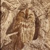 Tawny Owl (Strix aluco) painting