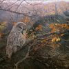 Great Gray Owl painting