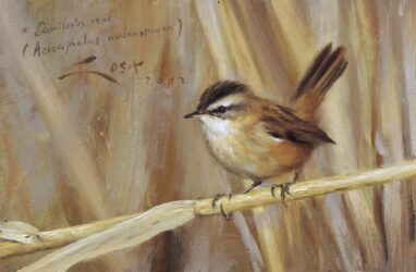 Carricerín Real (Acrocephalus melanopogon) - pintura