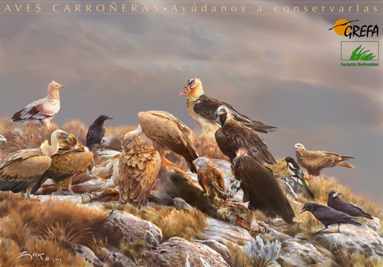 Aves rapaces