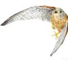 European Kestrel (Falco tinnunculus) painting