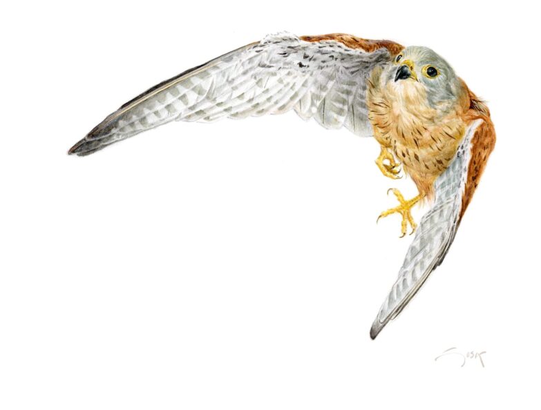 Cernicalo primilla (Falco tinnunculus) - cuadro